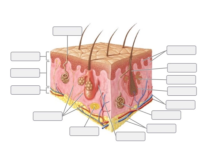 Art Labeling Activity Basic Anatomy Of The Skin