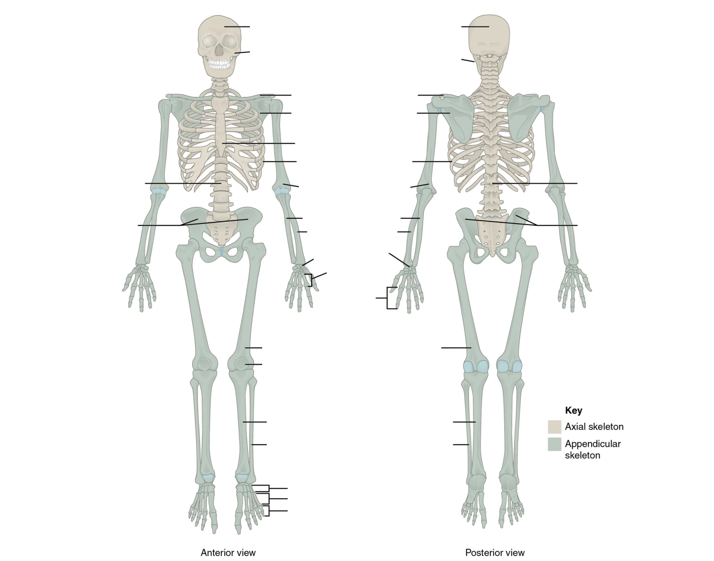 Basic Engine Skeleton Basic Skeleton Model Ant. & Post. Quiz