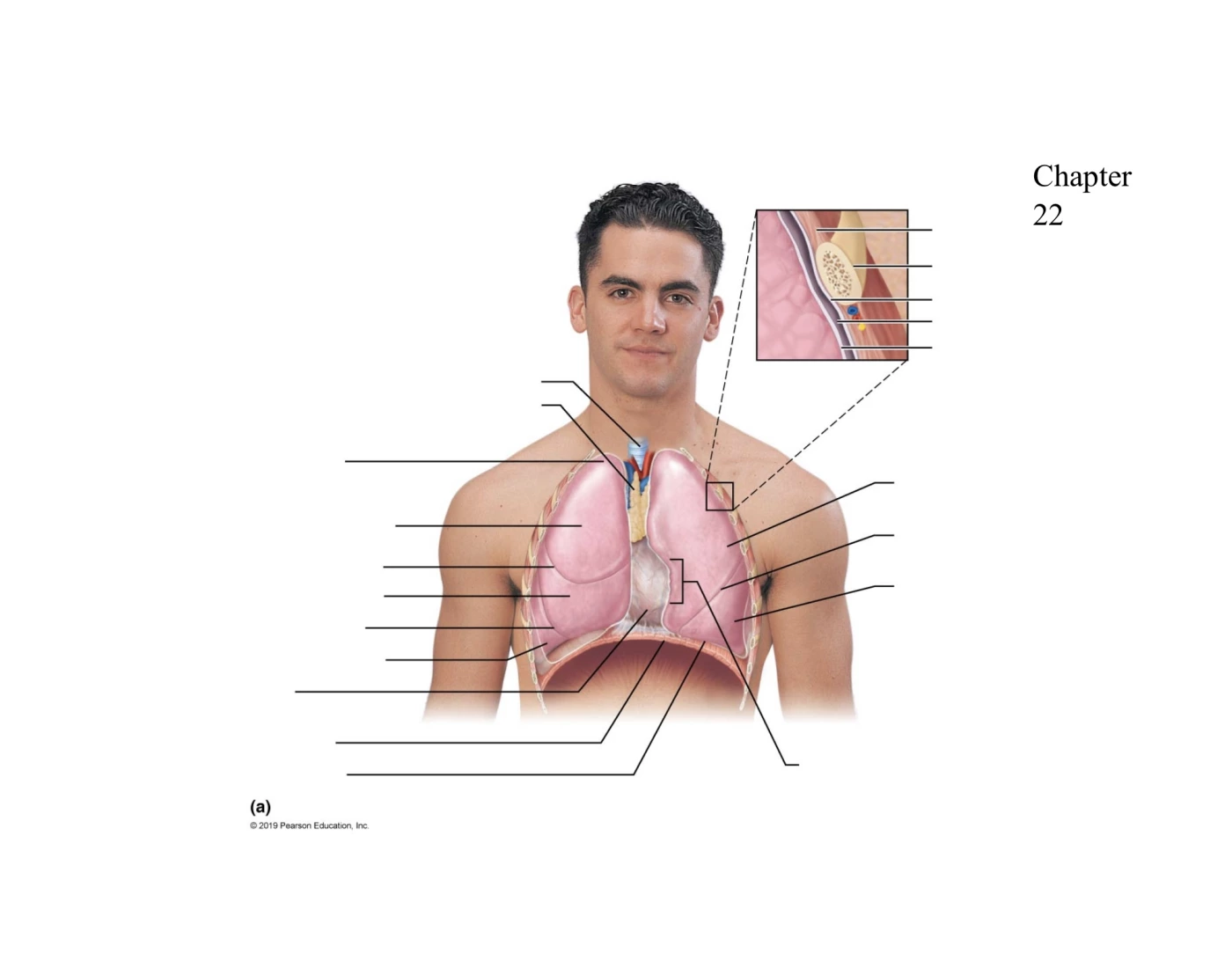 Flanking Structures The lungs flank mediastinal structures laterally — Printable Worksheet