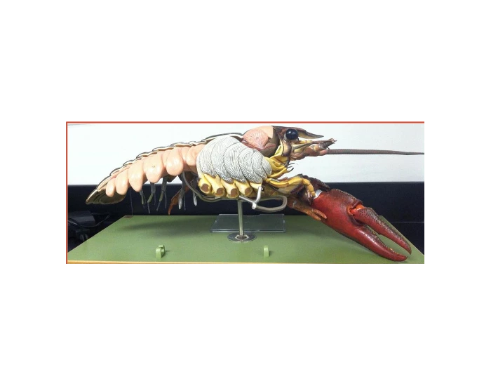 Crayfish Model Kit crayfish model Quiz