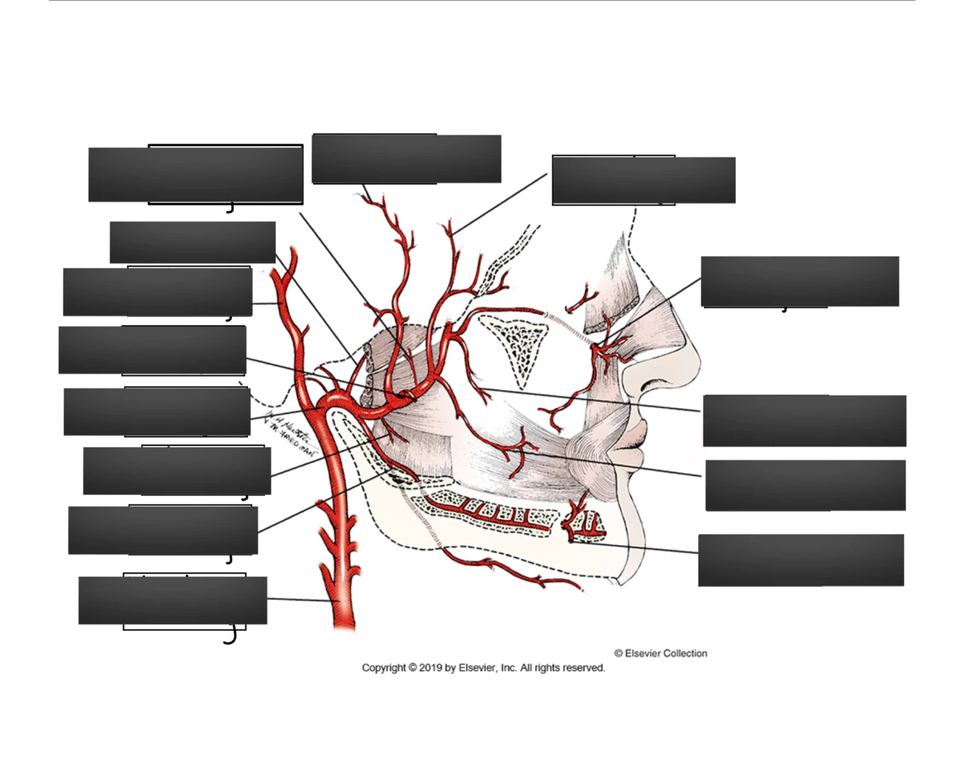 Arterial Supply Face Printable Worksheet