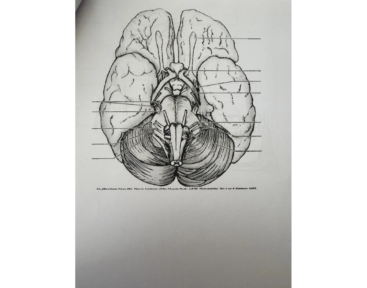 Cranial Nerve Labeling Printable Worksheet