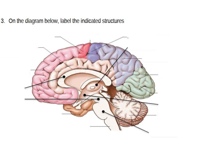 The Brain Again Printable Worksheet