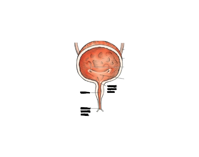 Bladder Game Bladder anatomy Quiz