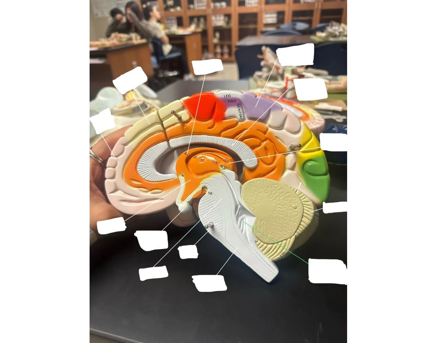 Brain In Printable Worksheet
