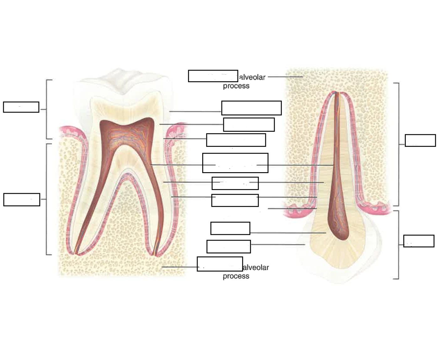 Basic Tooth Structure Printable Worksheet