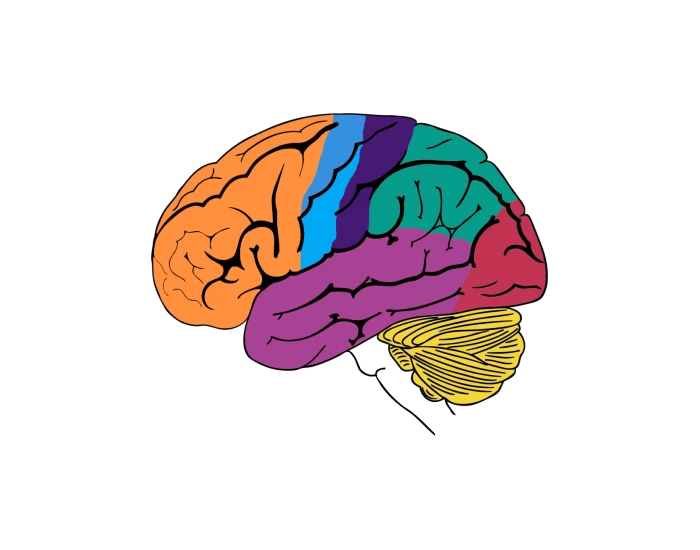 Function Of Brain Areas Quiz function-of-brain-areas-quiz