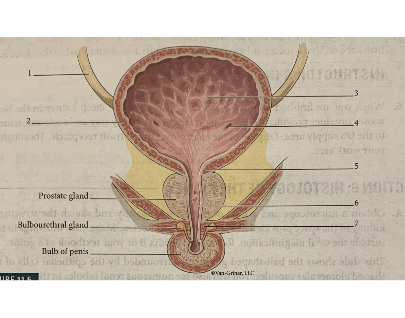 Bladder Game Bladder and Associated Structures in a Male Quiz