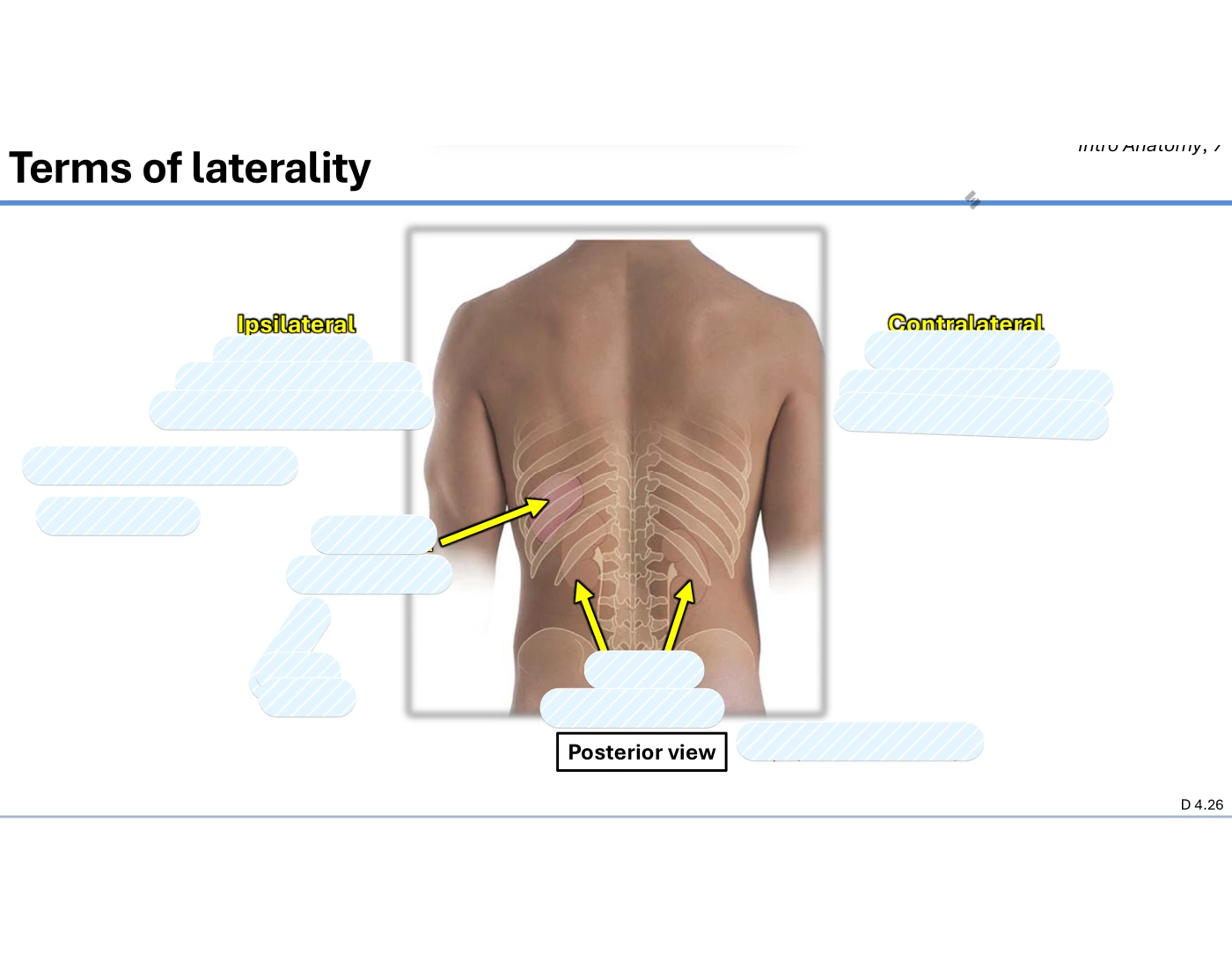 Laterality Form Images Anatomical Sciences: Terms of Laterality Quiz