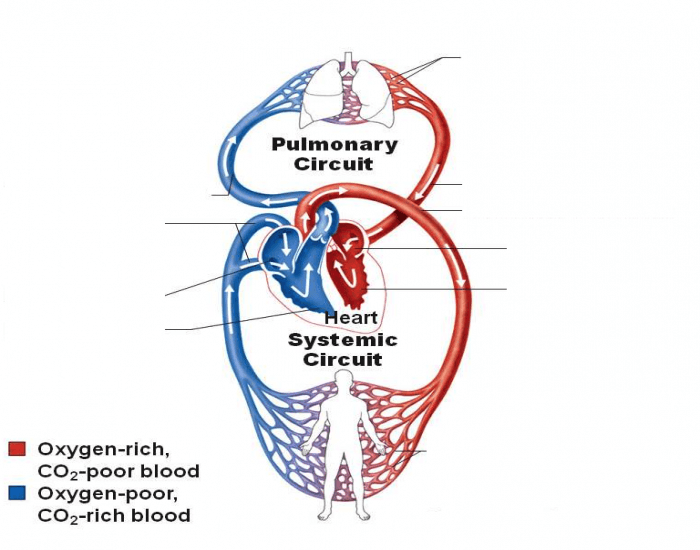 pulmonary circulation heart