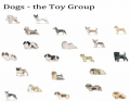 Dog - the Toy Group