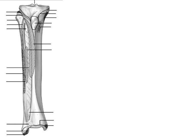 Leg anatomy Quiz