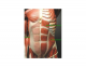 Abdominal Muscles
