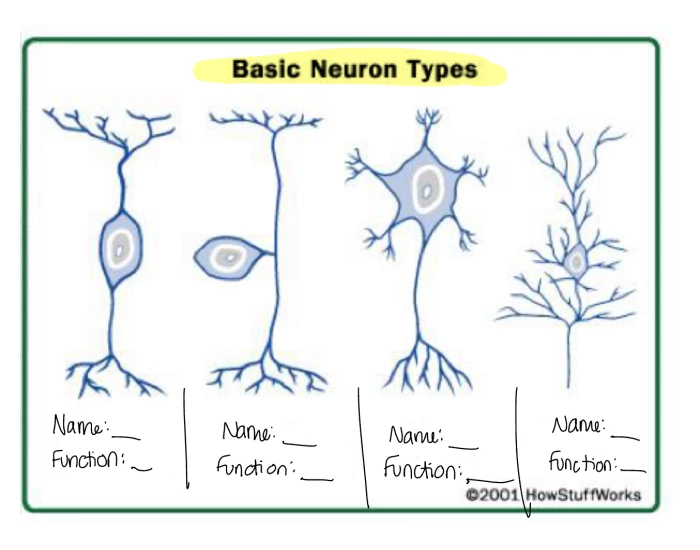 Neorune Types Neuron Type Identification — Printable Worksheet