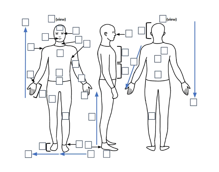 Anatomical location & direction terms Quiz