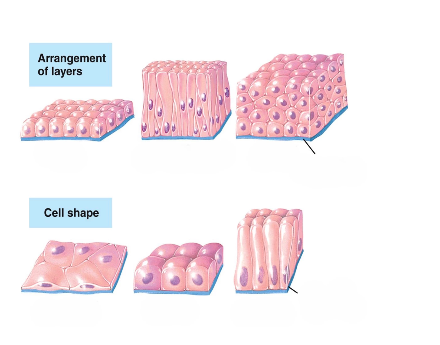 Multiple Cell Layers Cell Shape & Layers Epithelial Tissue Anatomy — Printable Worksheet