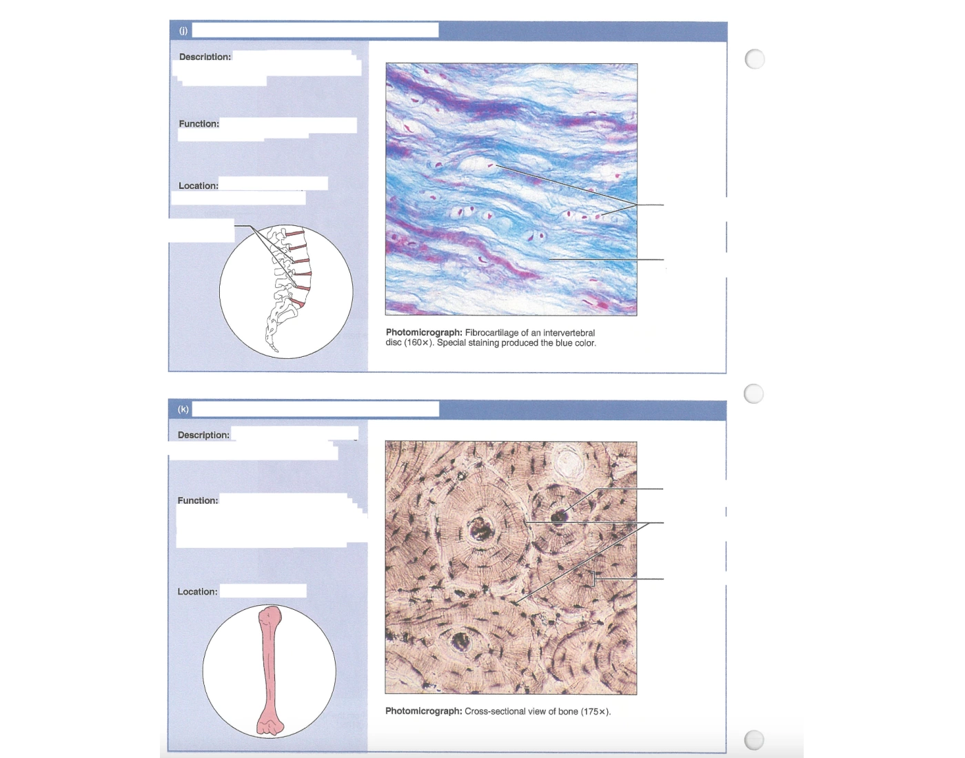 Connective tissues — Printable Worksheet