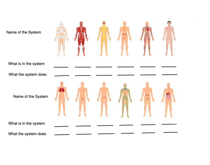 body systems Quiz