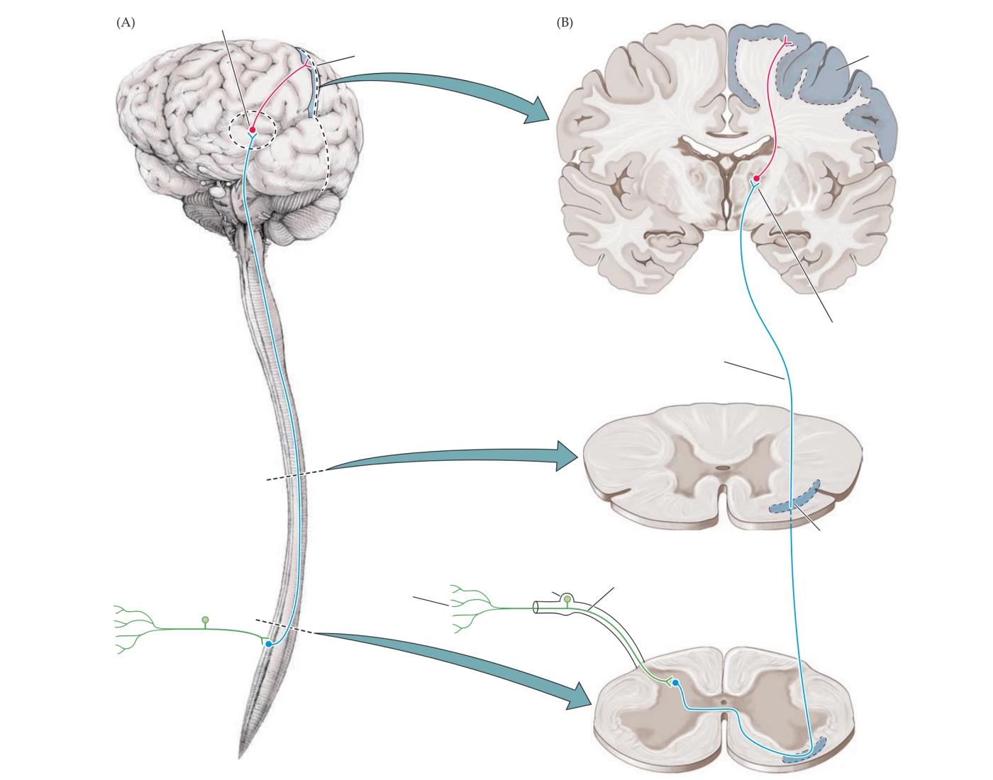 Spinothalamic Sensor Spinothalamic Sensory Pathway: Pain and Temperat Quiz