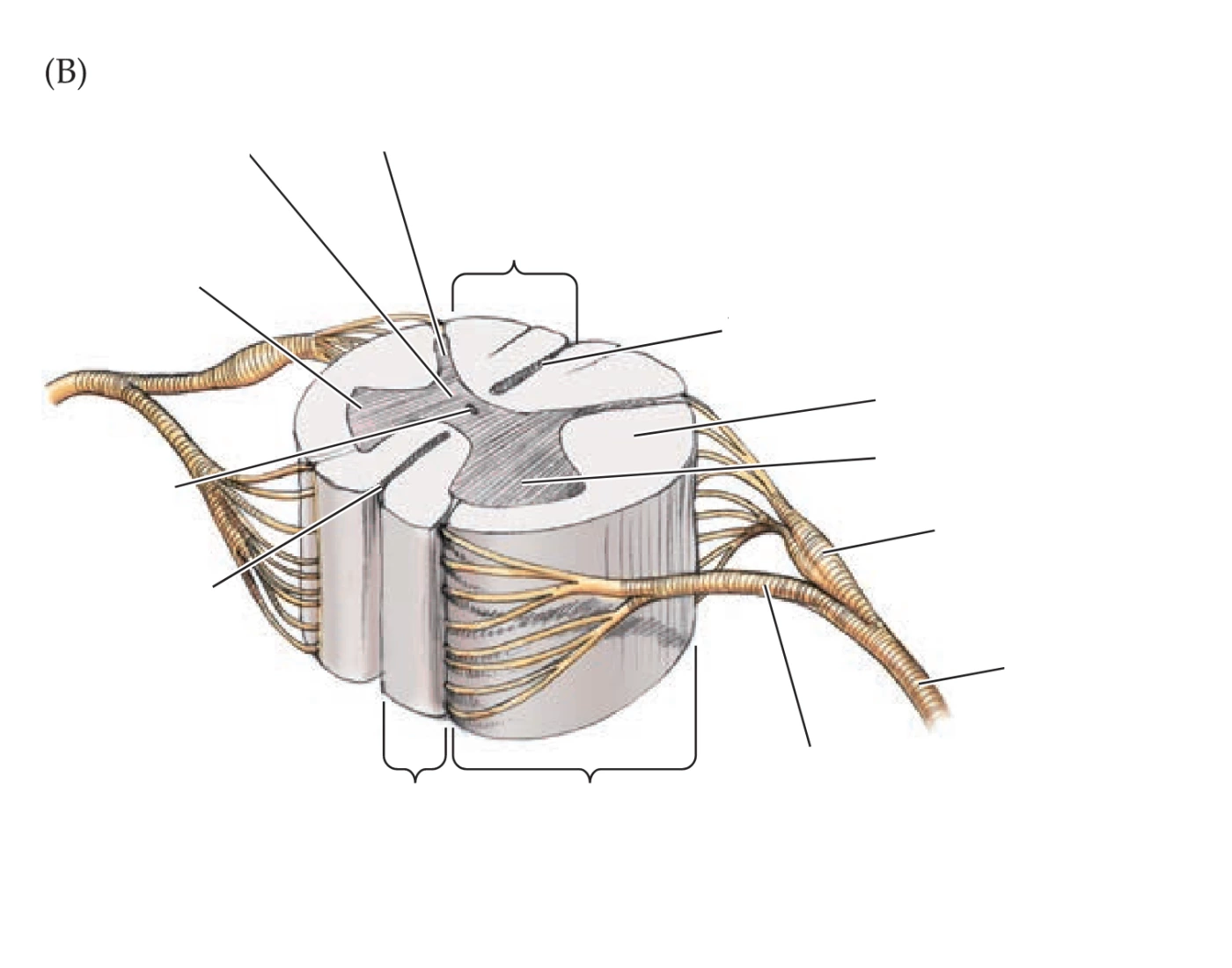 Sensorial Roots ) Dorsal sensory roots and ventral motor roots — Printable Worksheet
