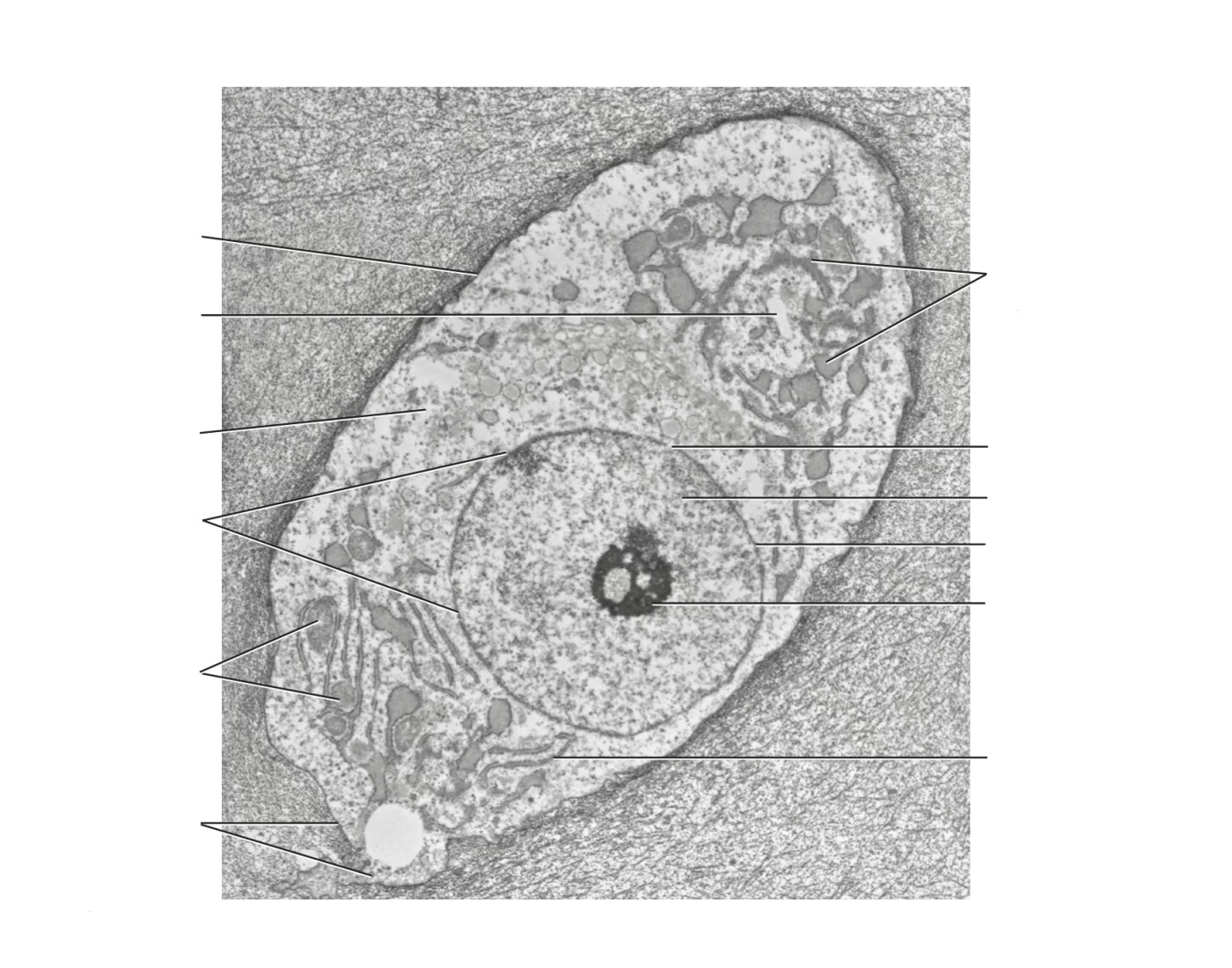 Cell Micrograph Worksheet Electron micrograph of the cell — Printable Worksheet
