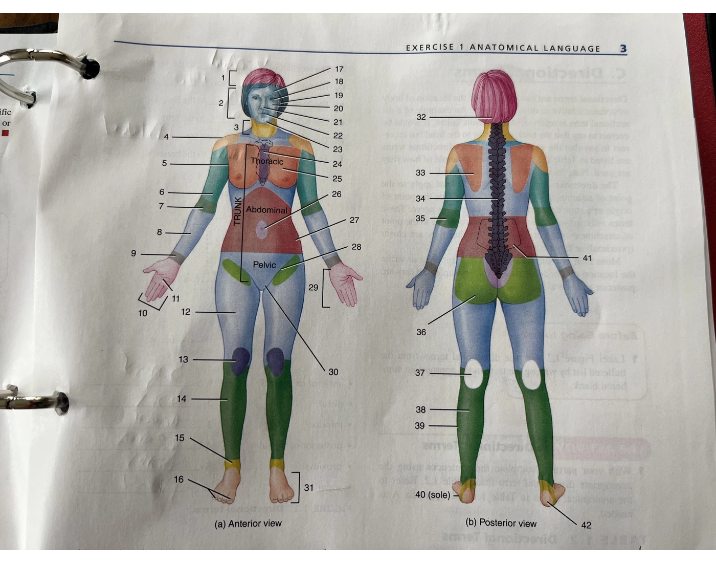 anatomy anatomical positions Quiz