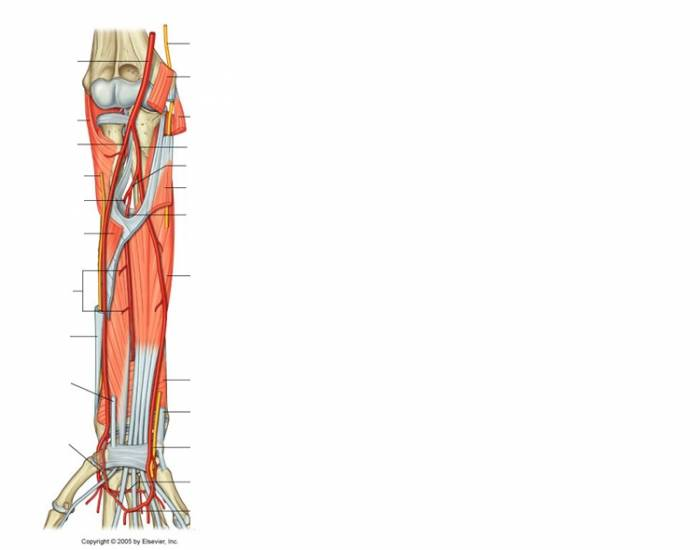 Inner Forearm Layout.pdf Forearm anatomy — Printable Worksheet