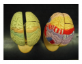 Superior View of Brain Models