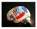 Lateral Rainbow Brain
