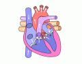 Name the Human Heart! 