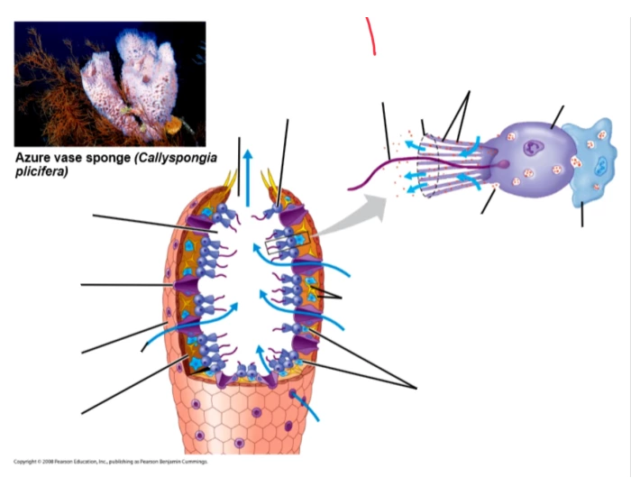 sponge labeling Quiz