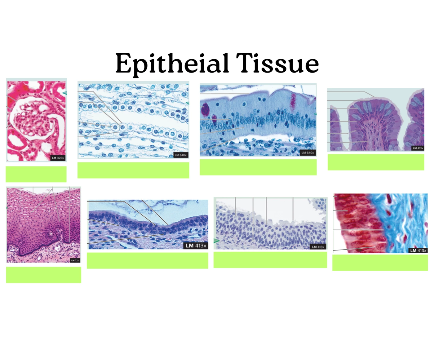 epithelial tissue: image matching — Printable Worksheet