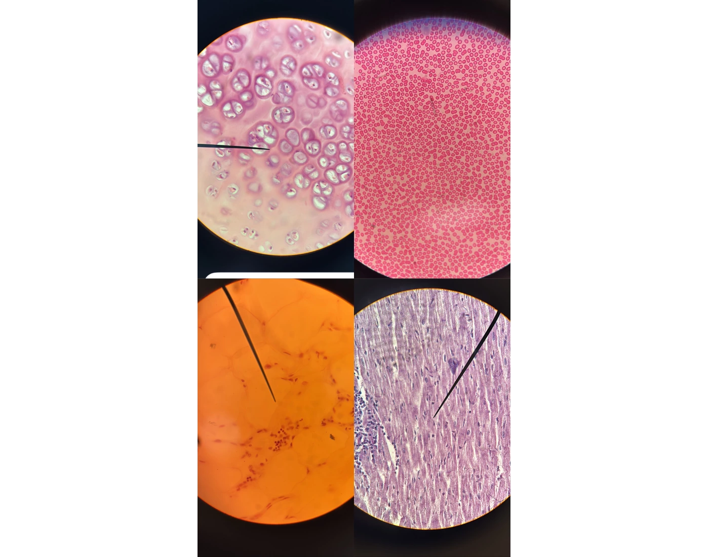 microscope lab Quiz