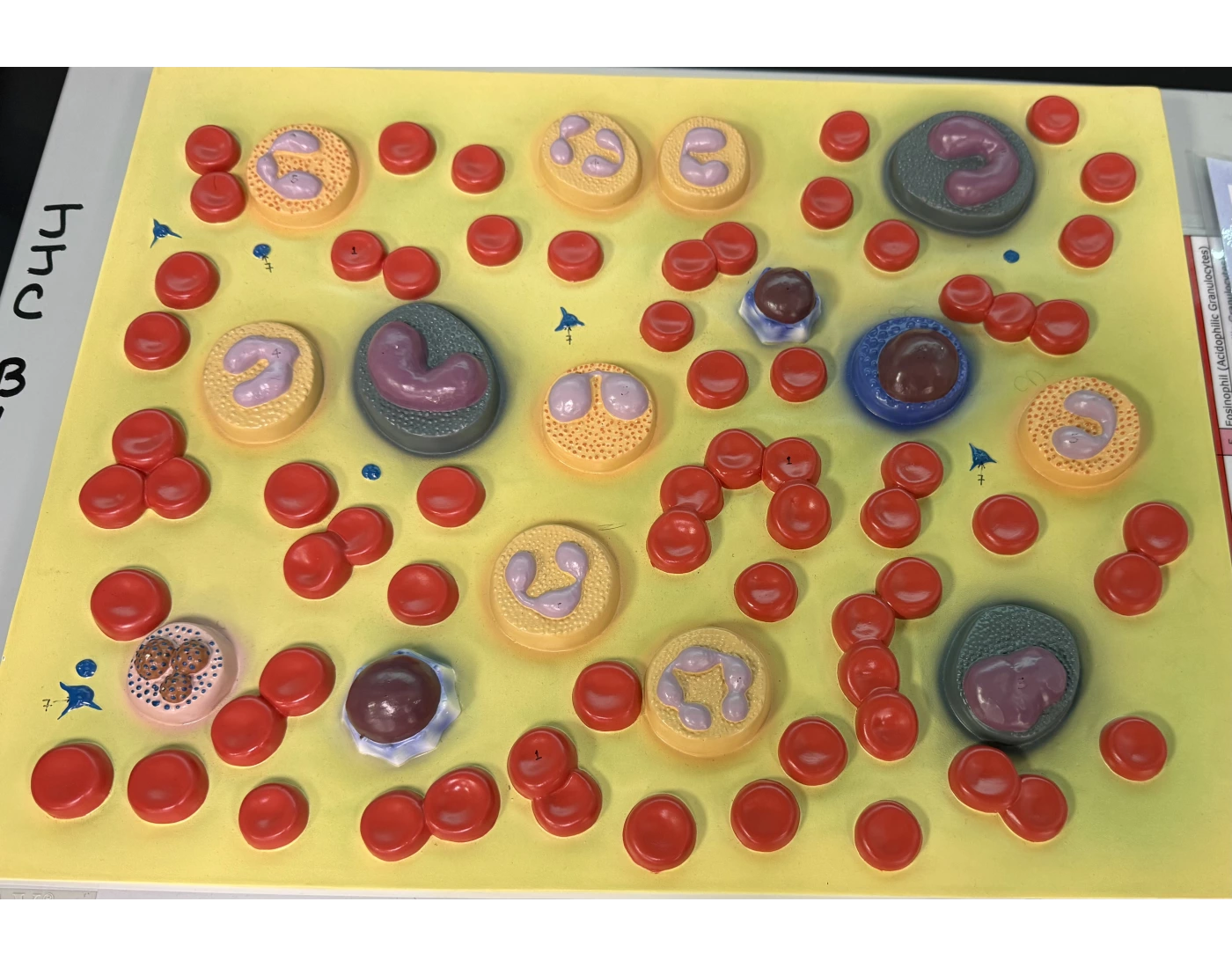 Cell types of Blood — Printable Worksheet