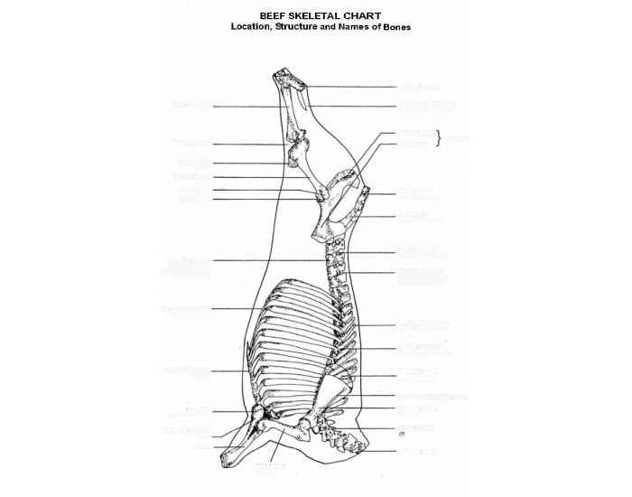 Beef Bone Map Beef Skeletal Chart Meat Production Quiz