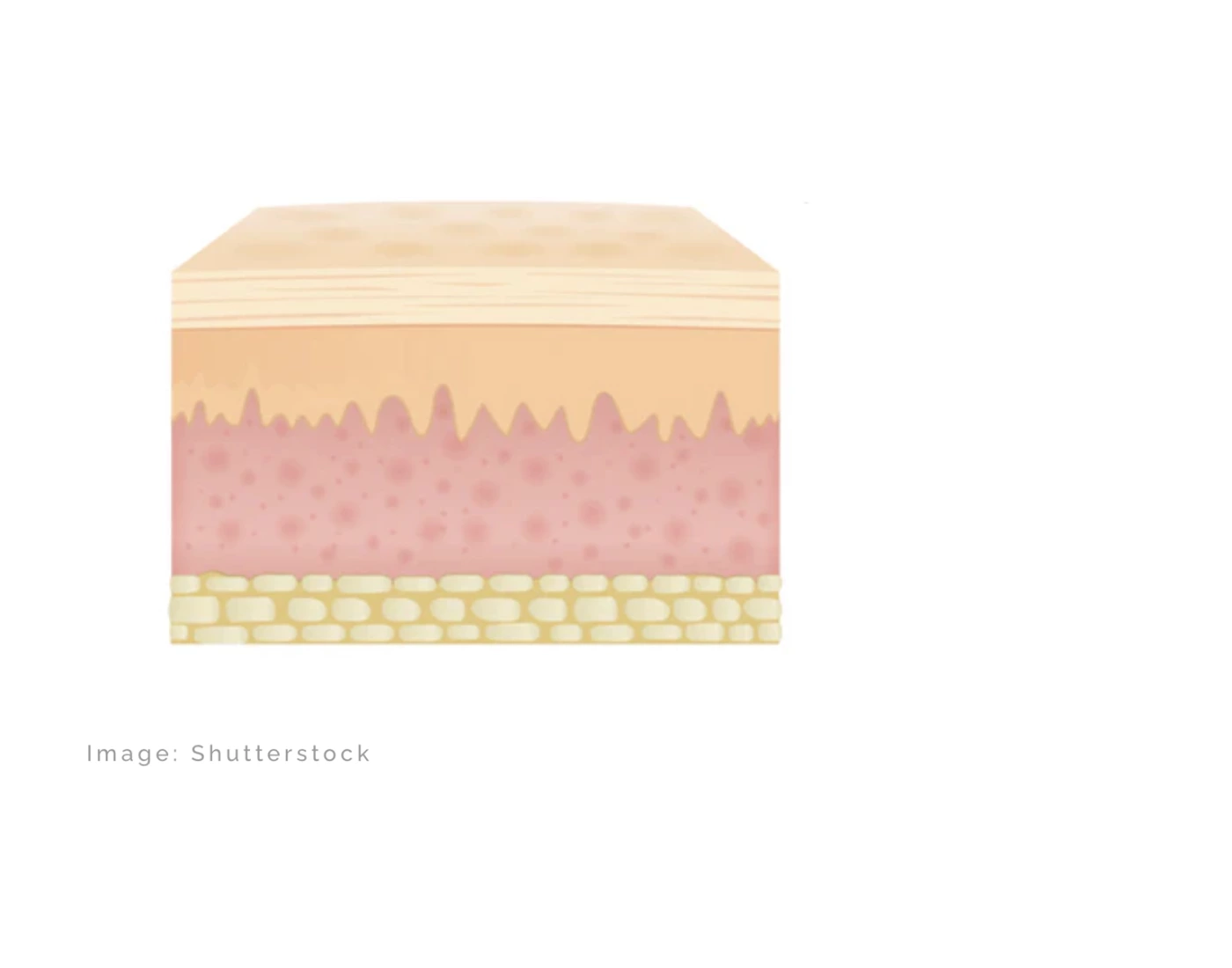 IHS S2.3 Layers of Skin — Printable Worksheet