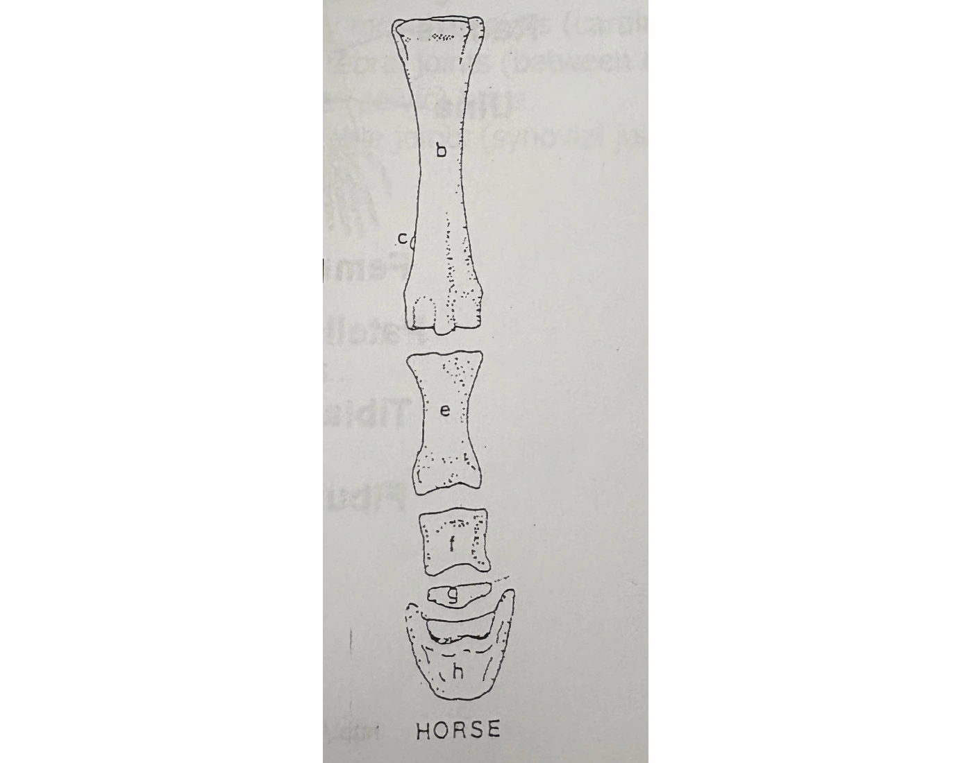 Horse Distal Limb — Printable Worksheet