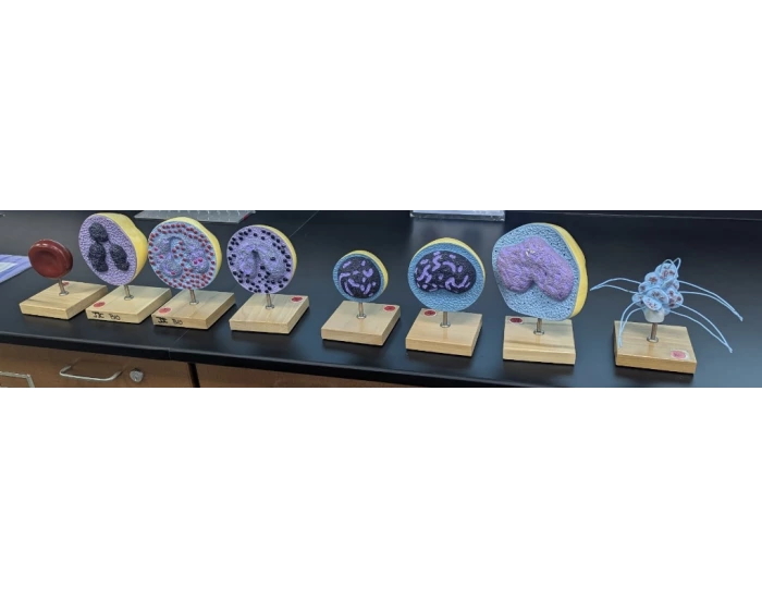 Blood cell type quiz — Printable Worksheet