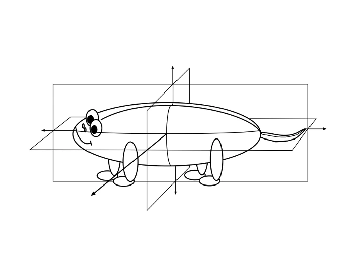 Anatomical Orientation Terms Quiz