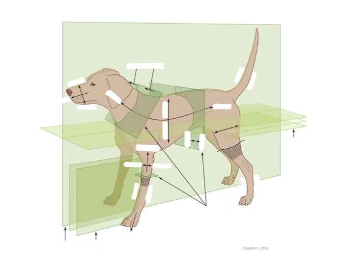 Anatomical directions Quiz