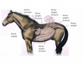 Digestive Tract of the Horse