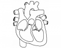 heart parts