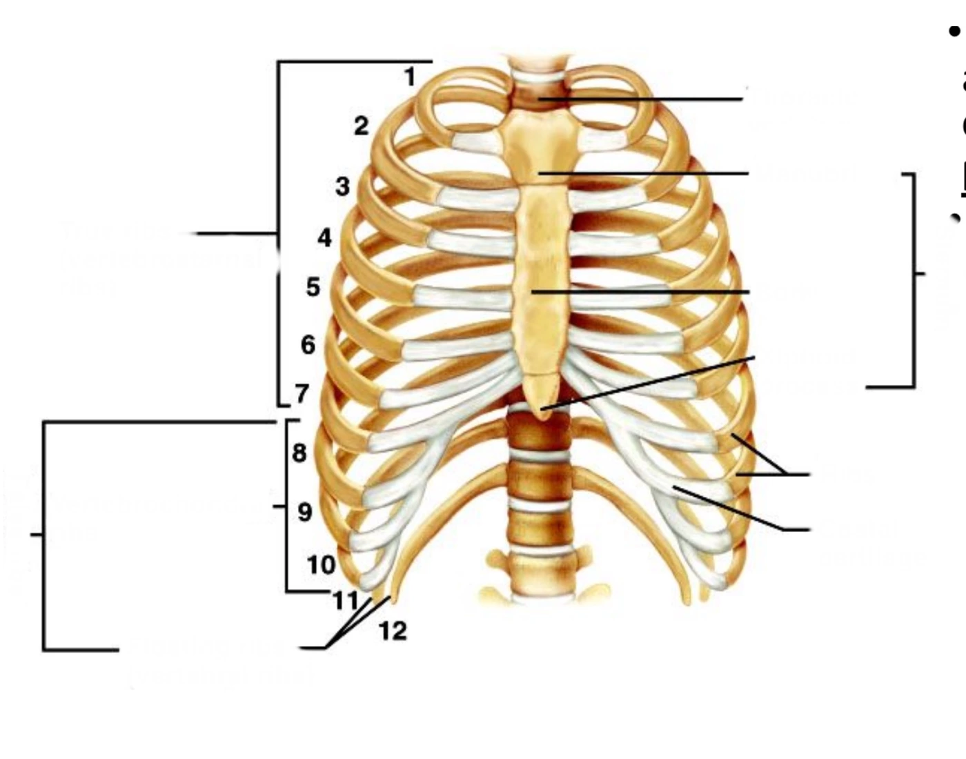 True v false ribs, Anatomy Lab — Printable Worksheet