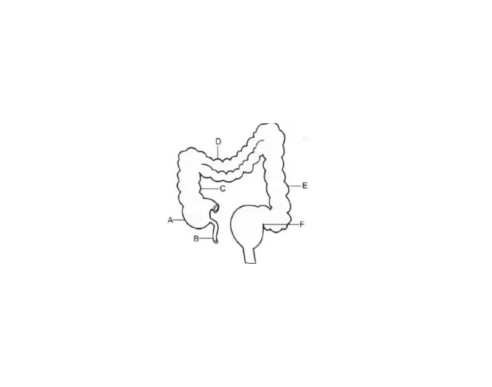 Colon Template Colon Parts — Printable Worksheet