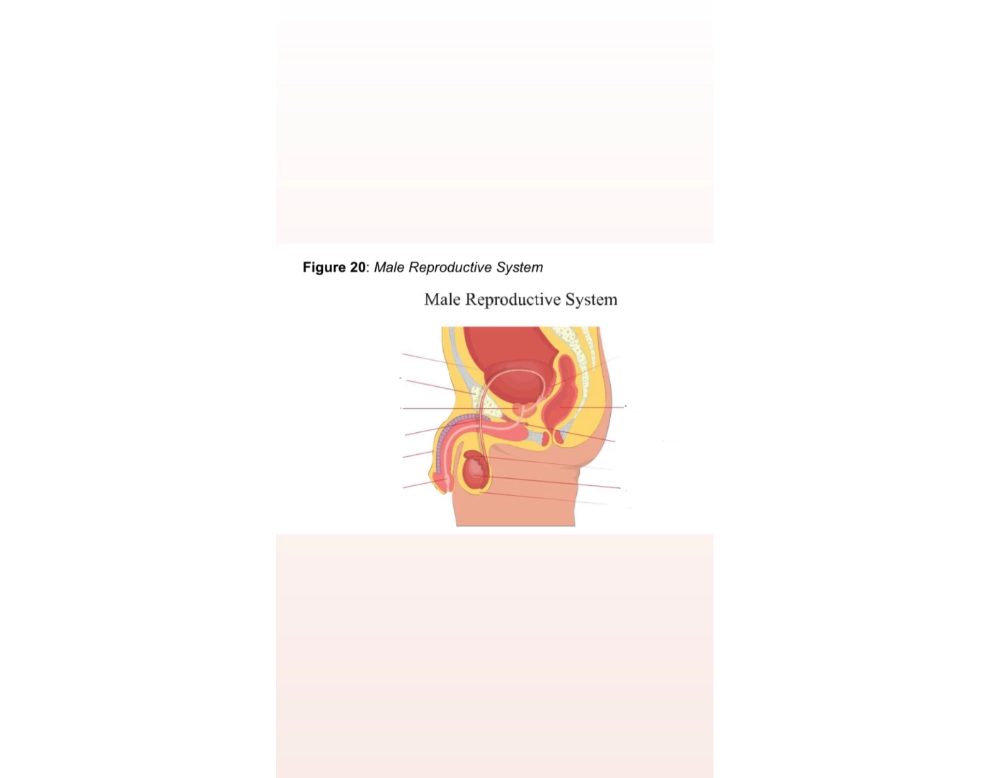 Male Reproductive System Quiz