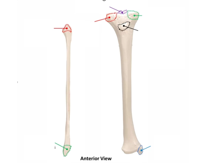 landmarks of the tibia and fibula — Printable Worksheet