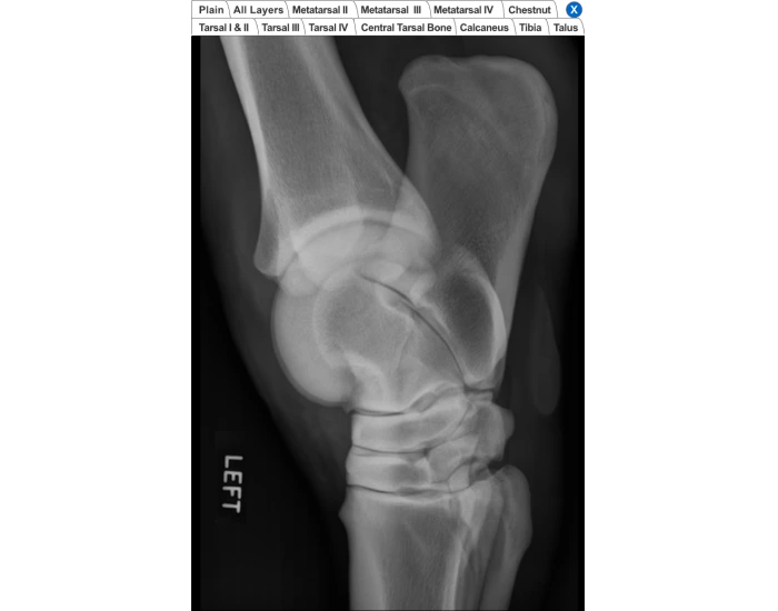Equine Hock Radiograph Anatomy Quiz