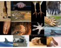 Animal Paws