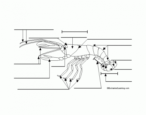 Crayfish Anatomy Internal Quiz