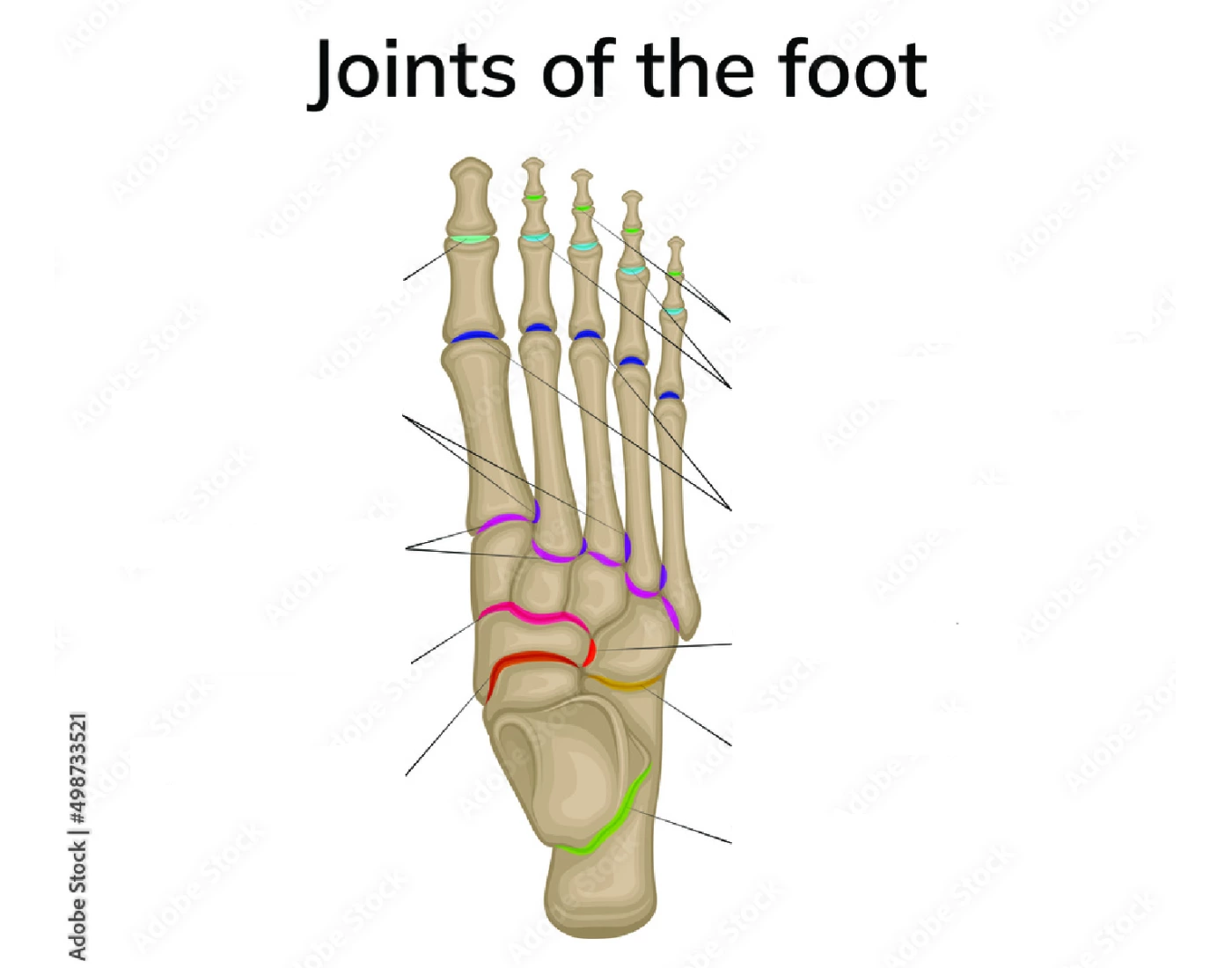 Foot Joint Rotation Labels Joints of foot labeling quiz — Printable Worksheet